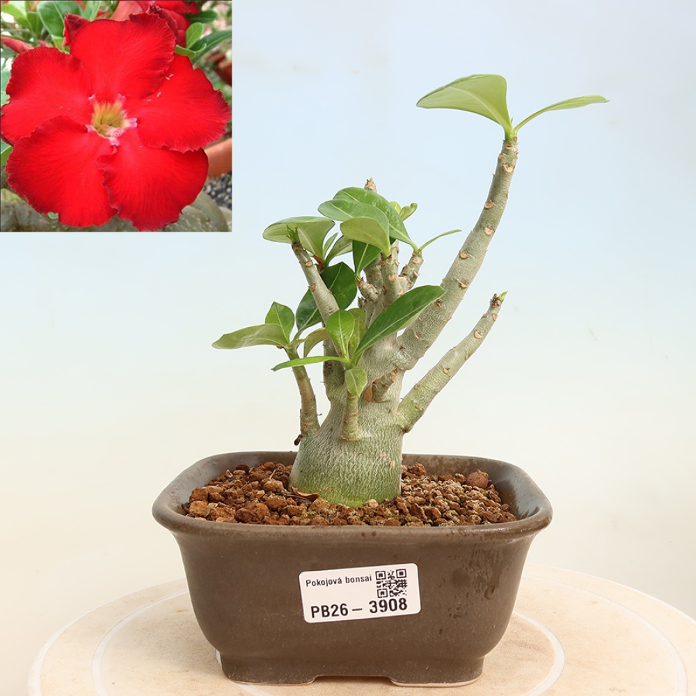 Izba bonsai – Adenium obesum Red Star – Púštna ruža