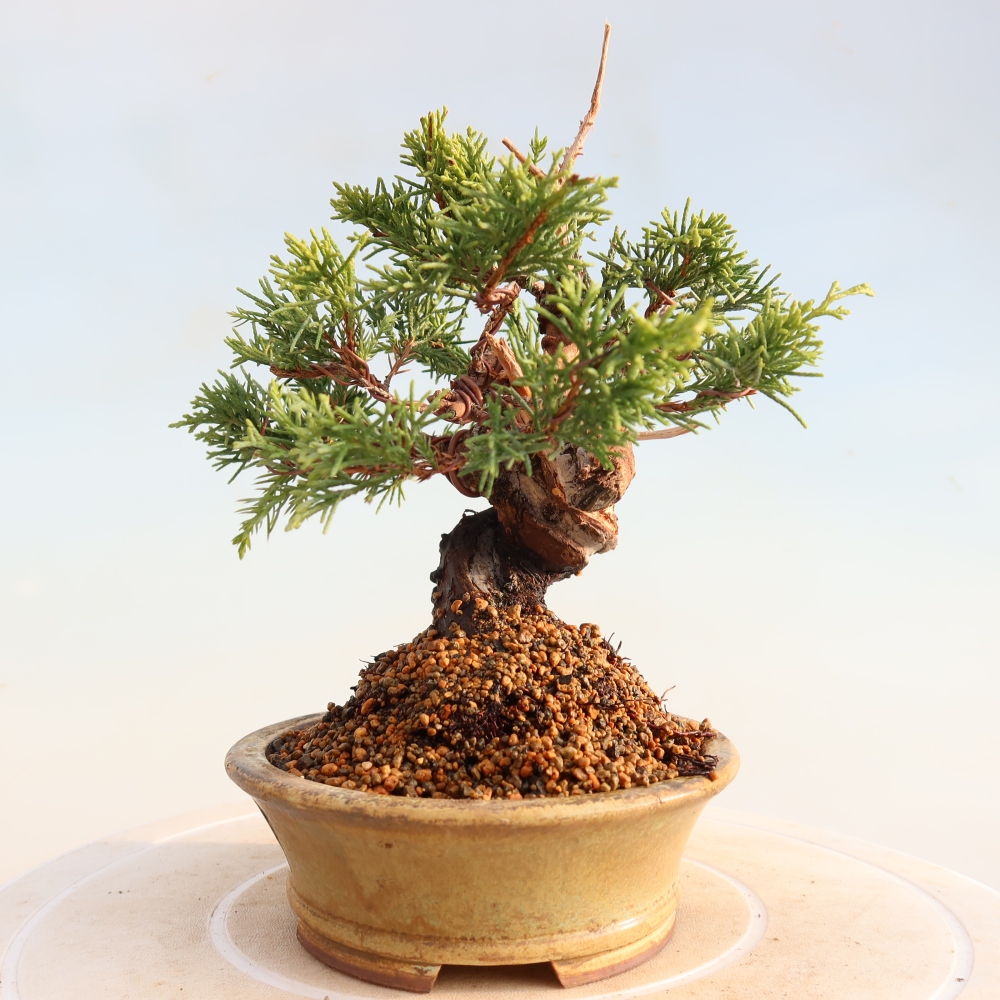 Vonkajší bonsai - Juniperus chinensis Itoigawa -Jalovec čínsky