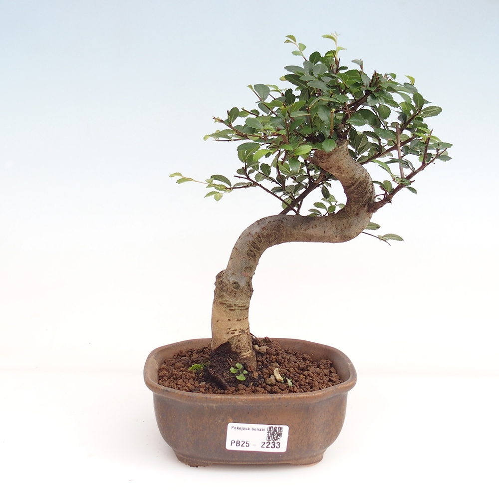Izbová bonsai-malolistá brest 
