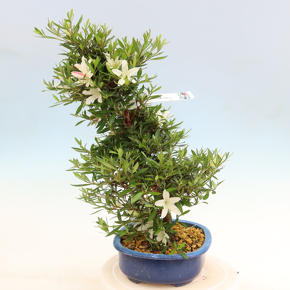 Vonkajšie bonsaje - Japonské azalky - Azalea Hakurin
