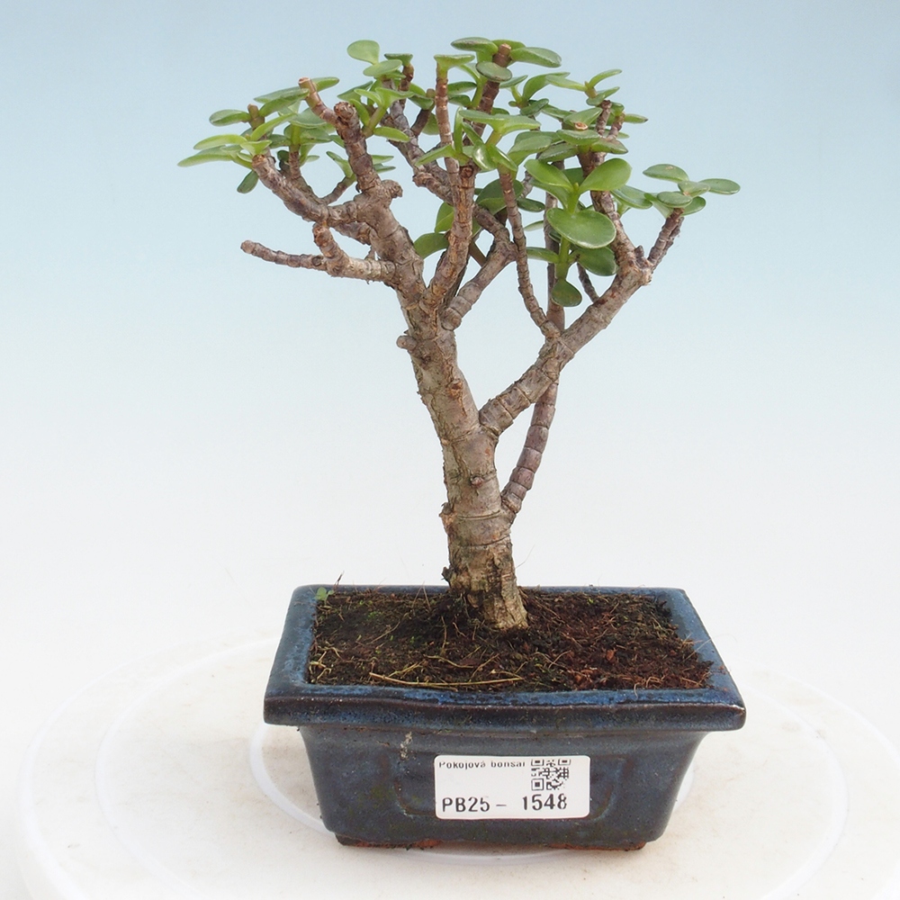 Izbová bonsai - Portulakaria Afra - Tlustice