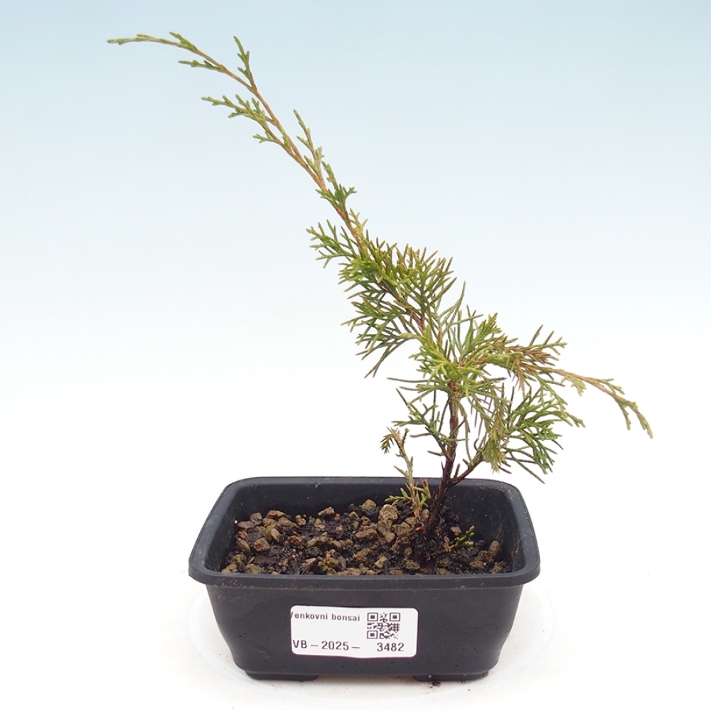 Vonkajší bonsaj - Juniperus chinensis Itoigawa