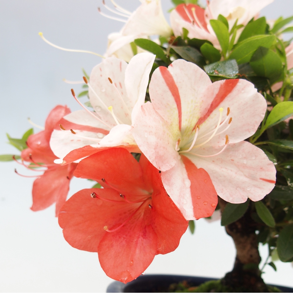 Vonkajší bonsai - Japonská azalka -  Azalea Asazakura