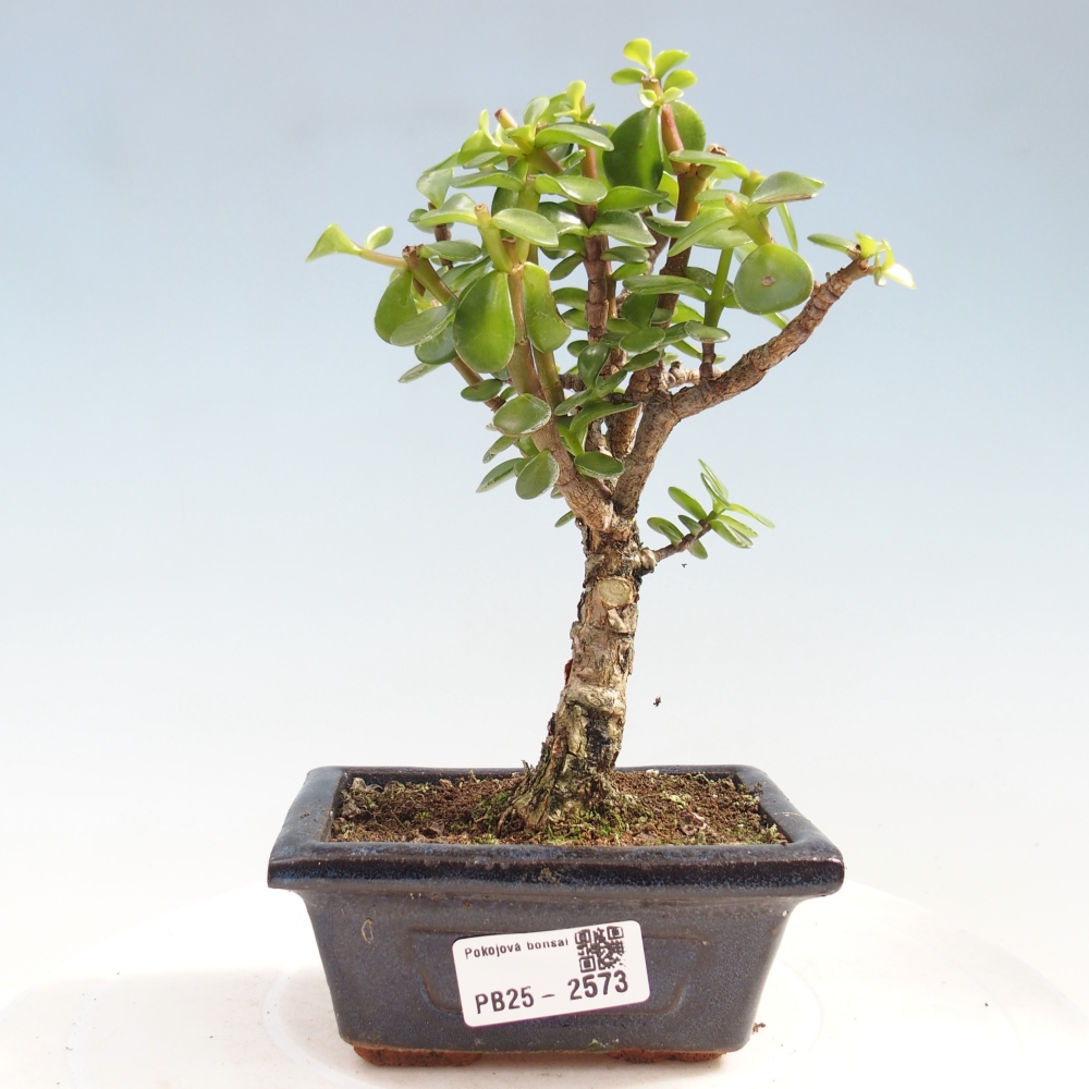 Izbová bonsai - Portulakaria Afra - Tlustice