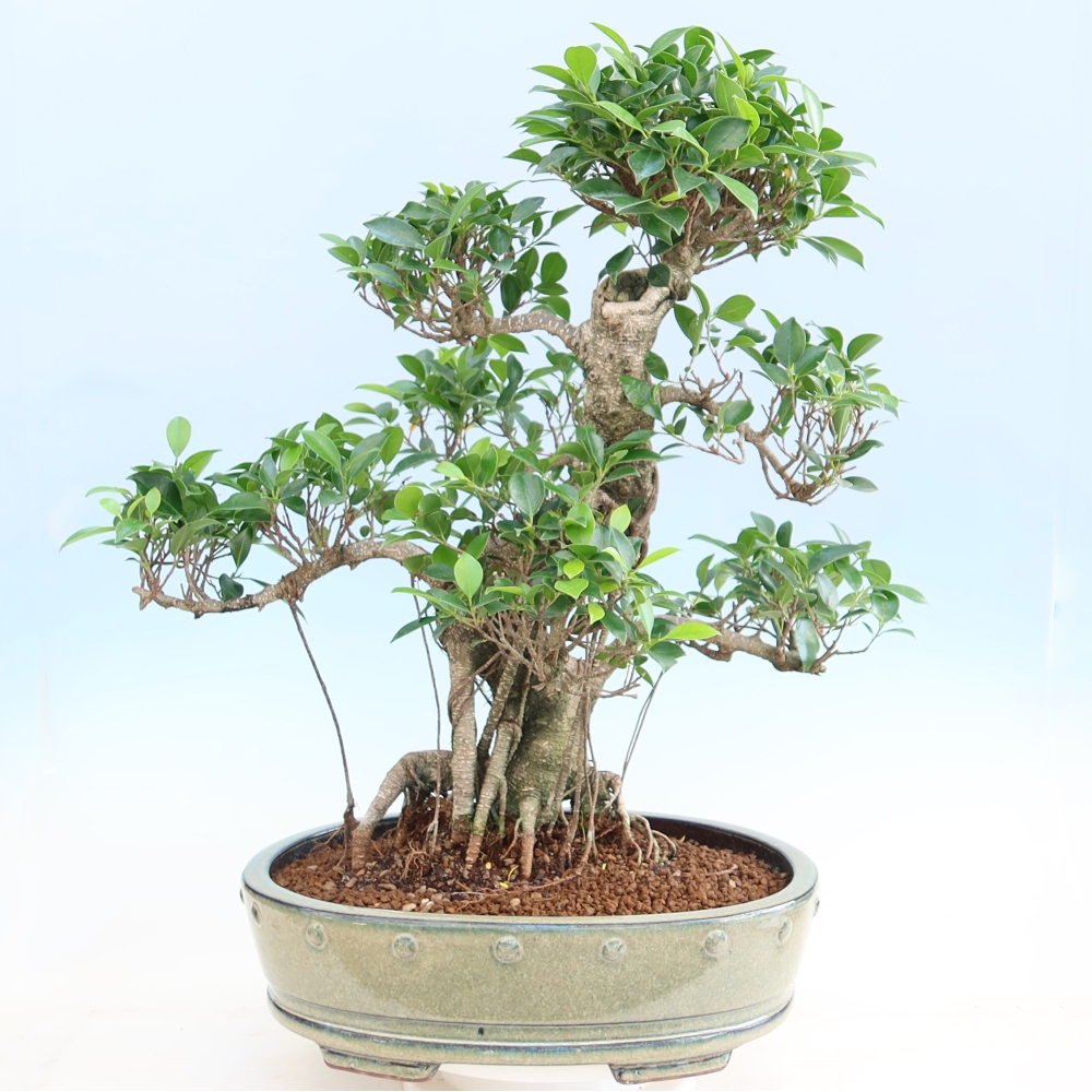 Izbové bonsaje - Ficus kimmen - drobnolistý fikus