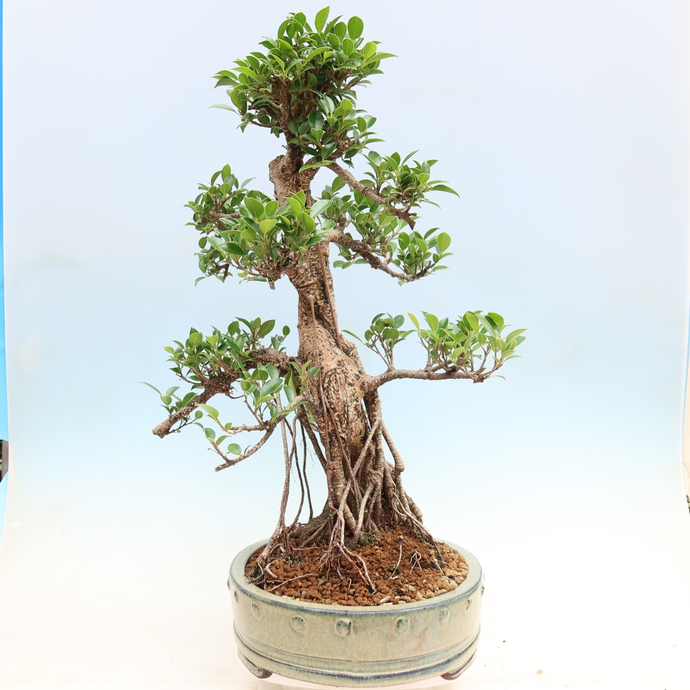 Izbové bonsaje - Ficus kimmen - drobnolistý fikus