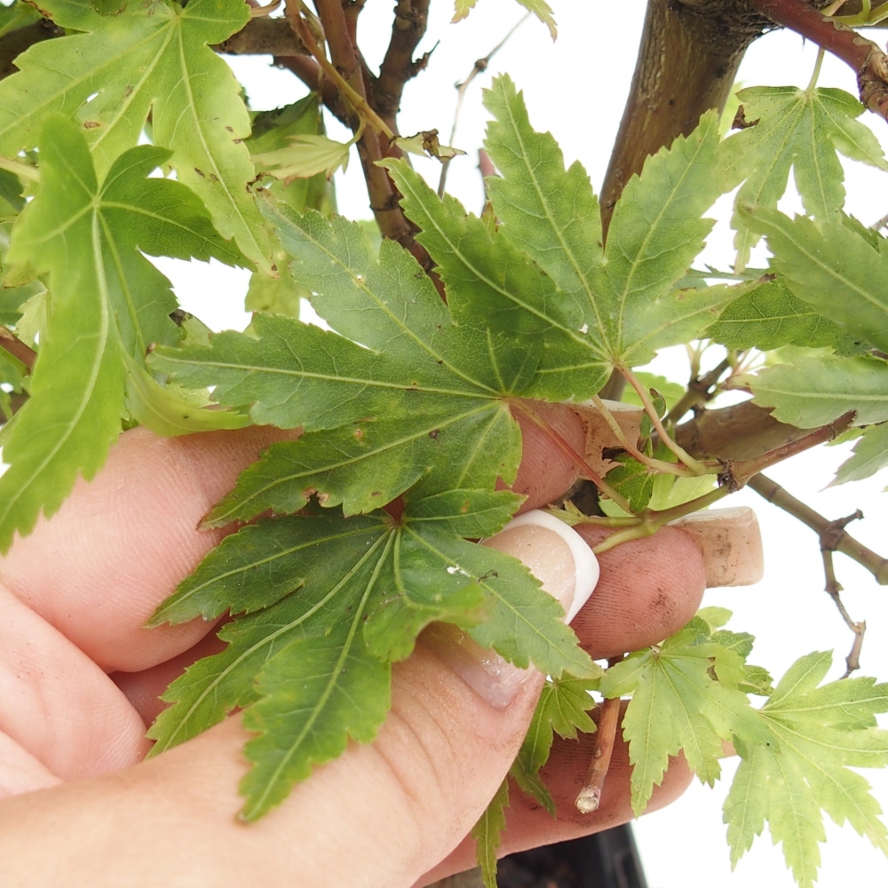 Vonkajší bonsaj - Acer palmatum Dr Tilt v kontajneri