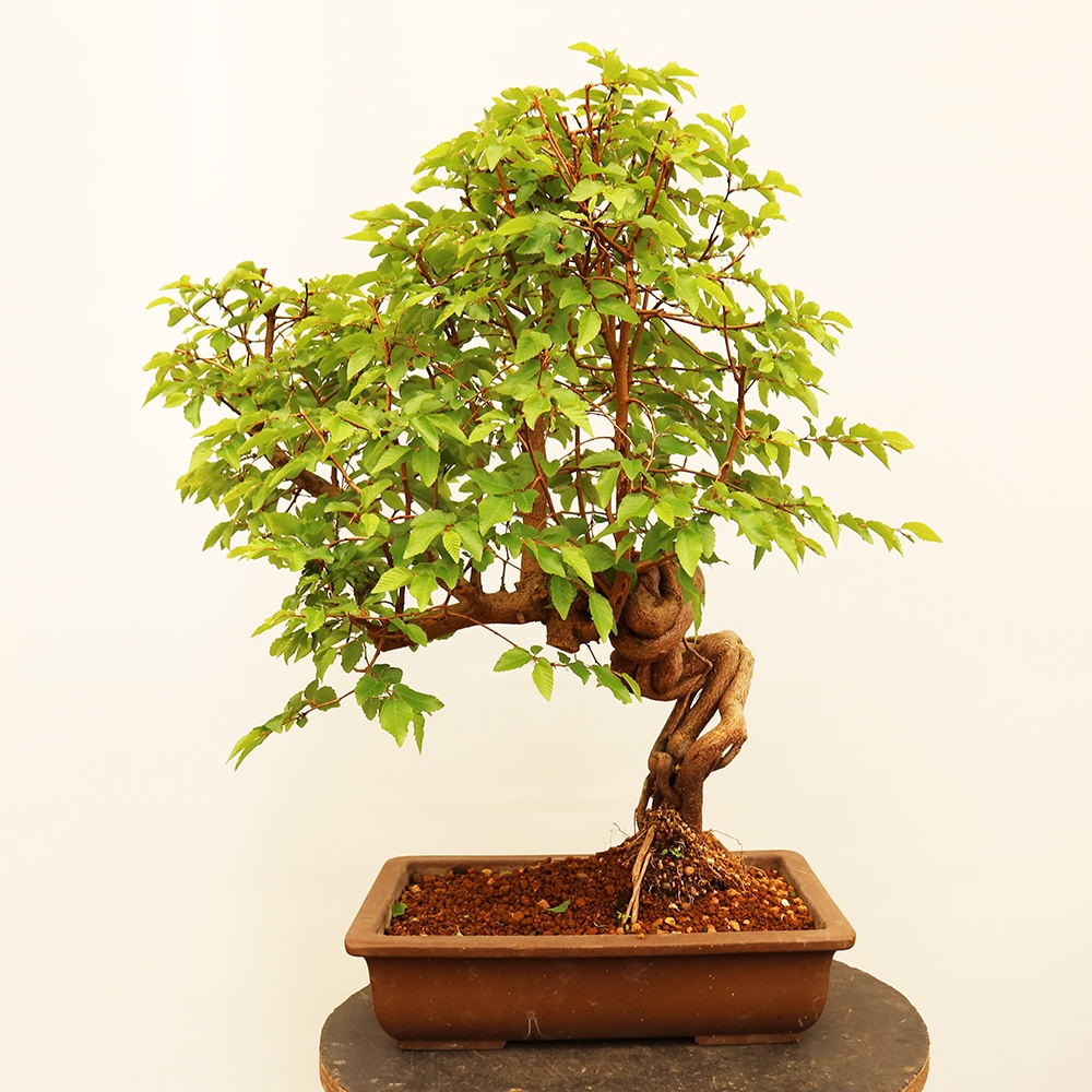 Vonkajší bonsai -Carpinus Coreana - Hrab kórejský