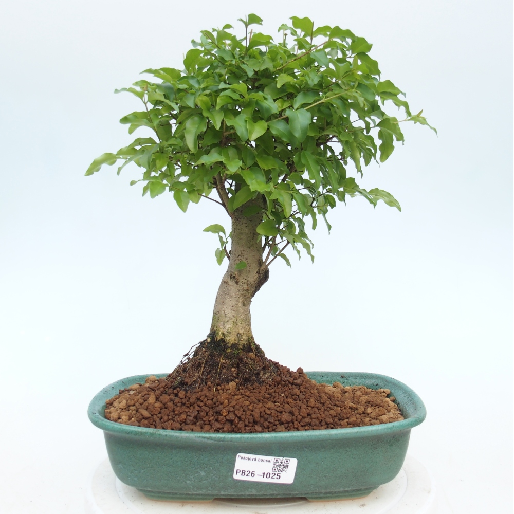 Izbová bonsai -Ligustrum chinensis - Vtáčí zob