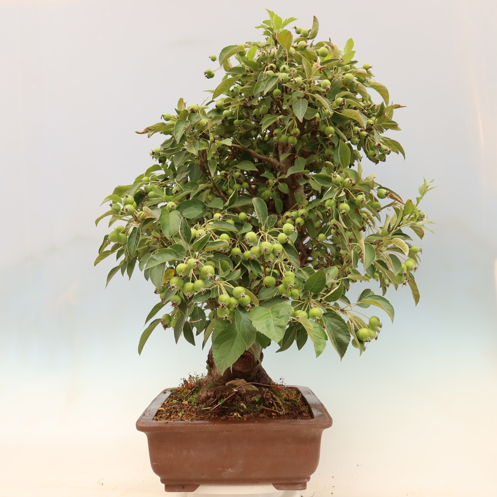 Vonkajší bonsai -Malus halliana - Maloplodá jabloň