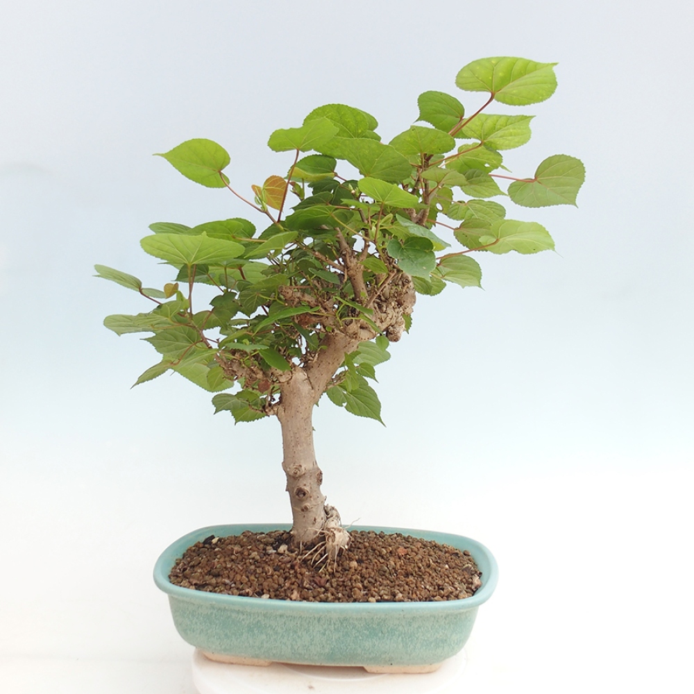 Izbová bonsai - Hibiscus tiliaceus - Ibištek lipovitý, morský