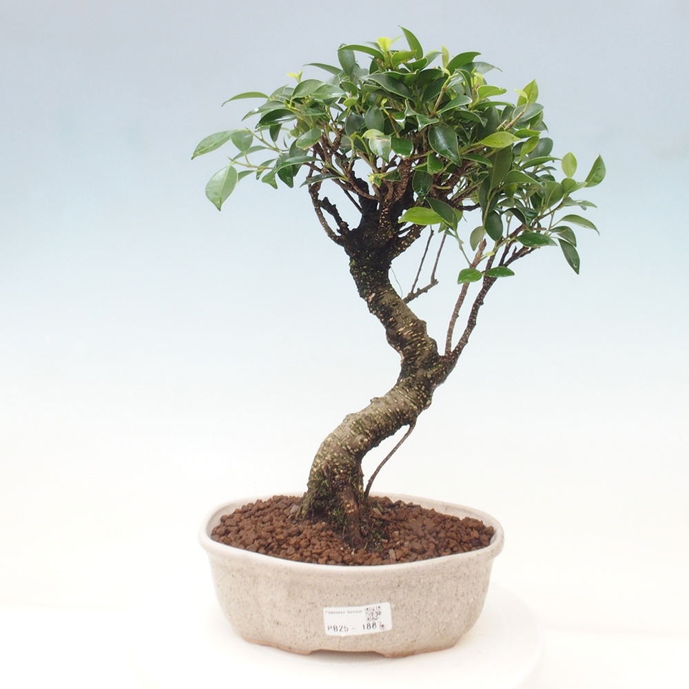 Izbová bonsai - Ficus retusa - malolistá fikus