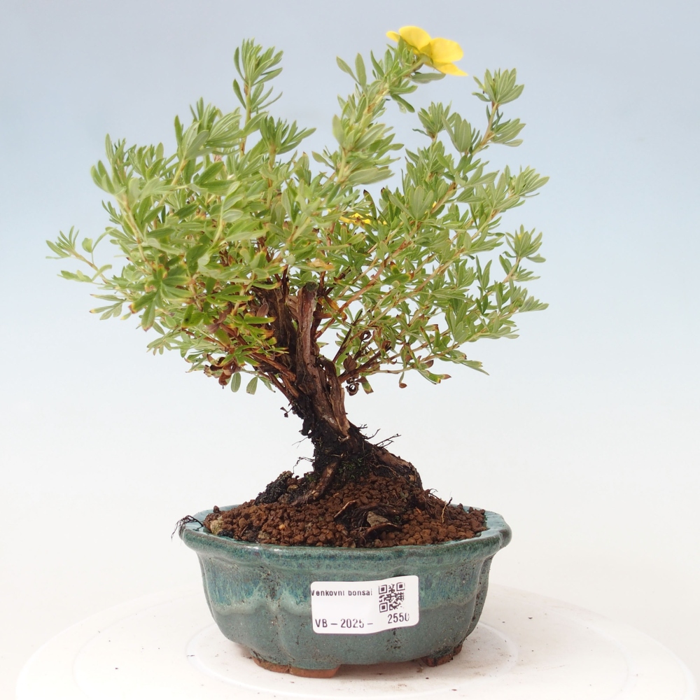 Vonkajšia bonsai-Nátržník krovitá - potentila fruticosa yellow Bird
