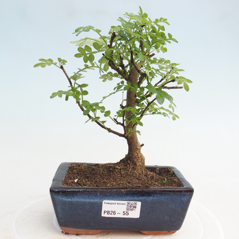 Izbová bonsai - Zantoxylum piperitum - piepor