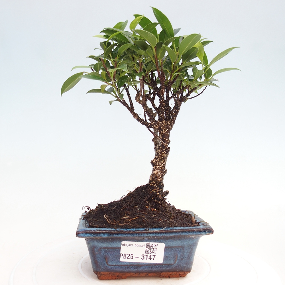 Izbové bonsaje Ficus retusa kimmen