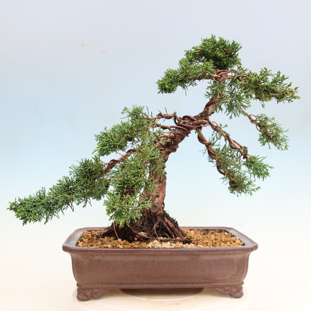 Vonkajší bonsaj - Juniperus chinensis Kishu