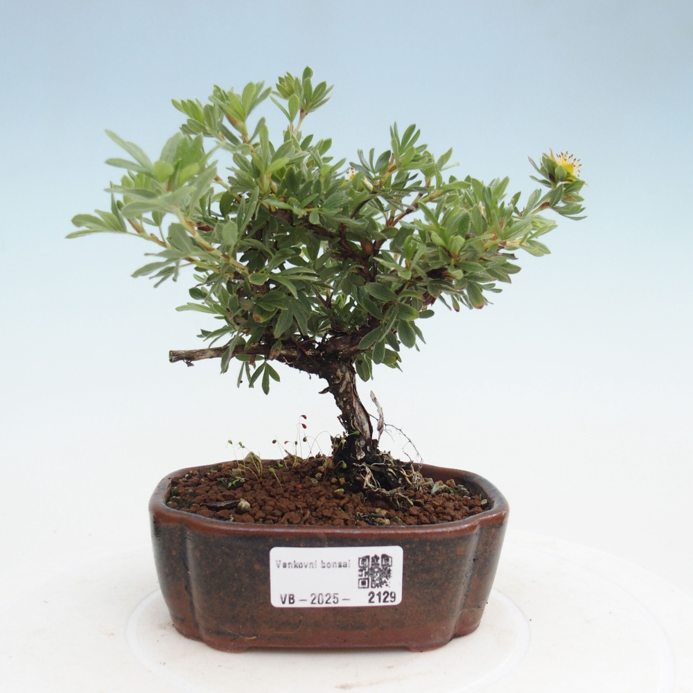 Vonkajšia bonsai-Nátržník krovitá - potentila fruticosa yellow Bird