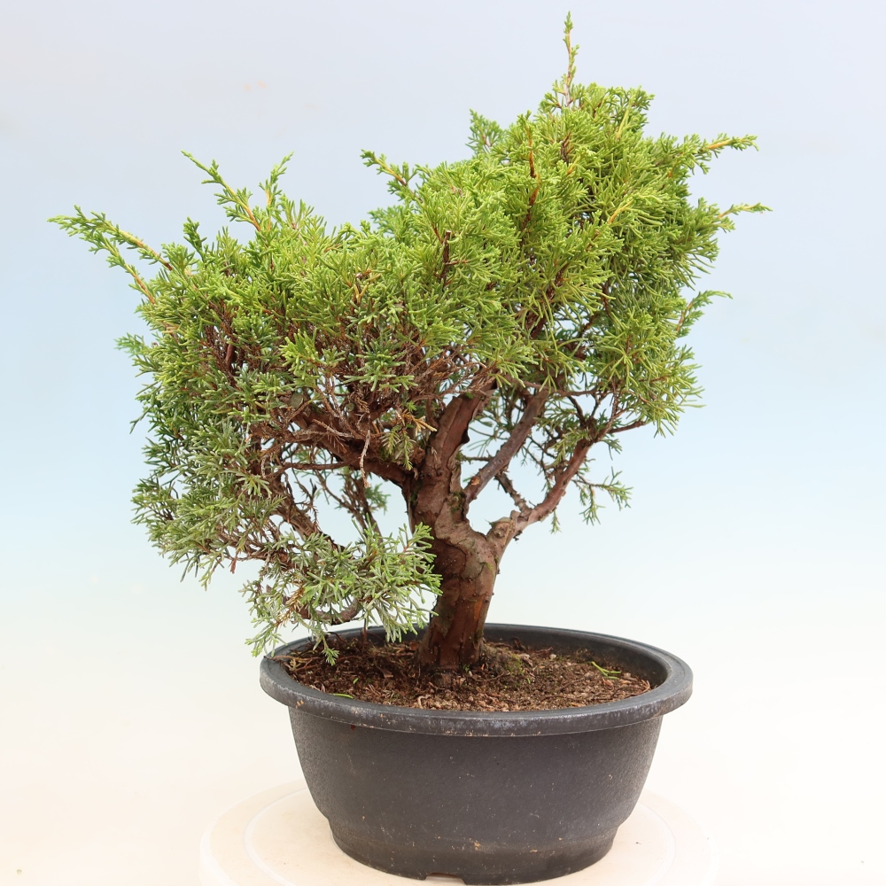 Vonkajší bonsai – Juniperus chinensis Itoigawa – čínsky jalovec