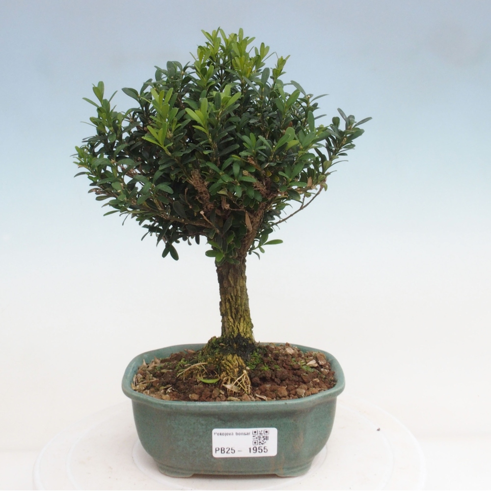 Izbová bonsai - Buxus harlandii - korkový buxus