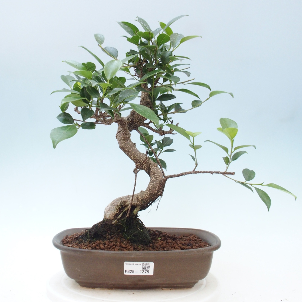 Izbová bonsai - Ficus kimmen - malolistá fikus