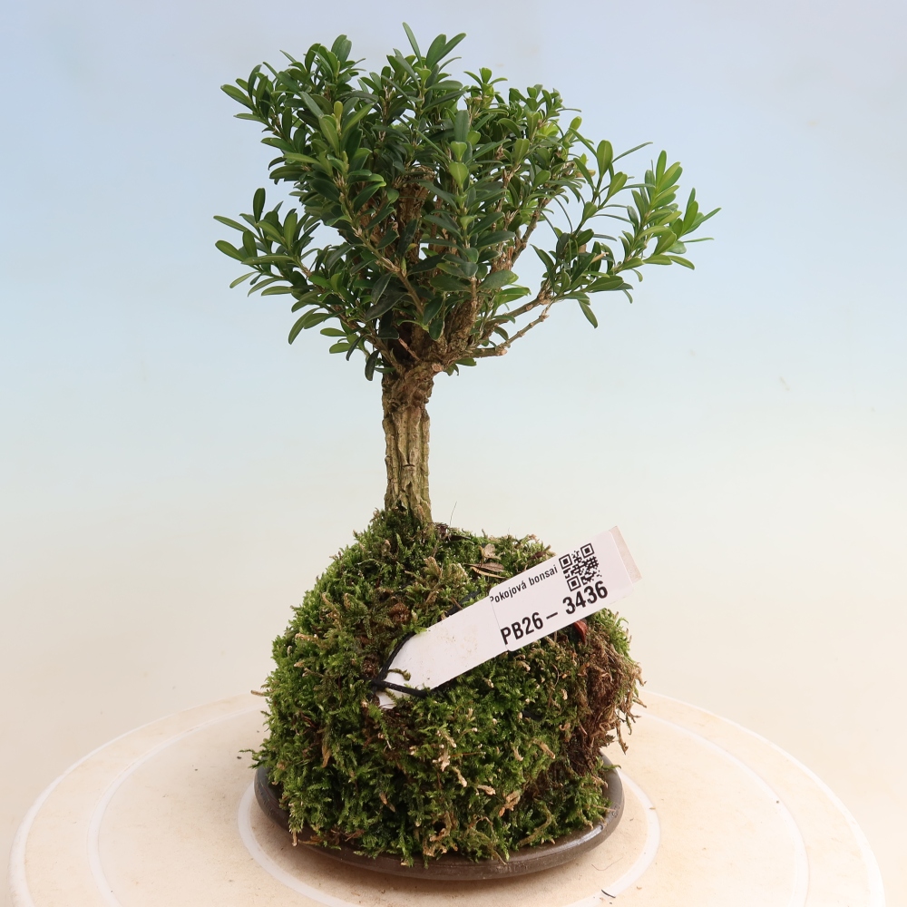 Kokedama s podšálkou – Buxus harlandii – korkový buxus  