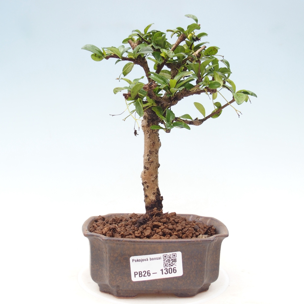 Izbové bonsaje - Carmona macrophylla - Tea fuki