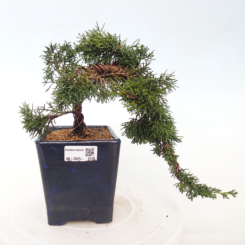 Vonkajší bonsaj - Juniperus chinensis Kishu