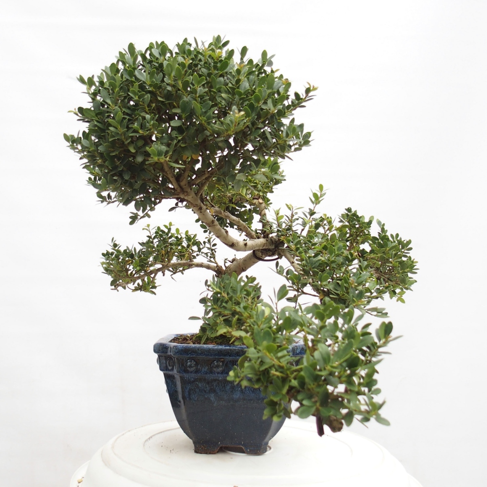Izbová bonsai - Ilex crenata - Cezmína