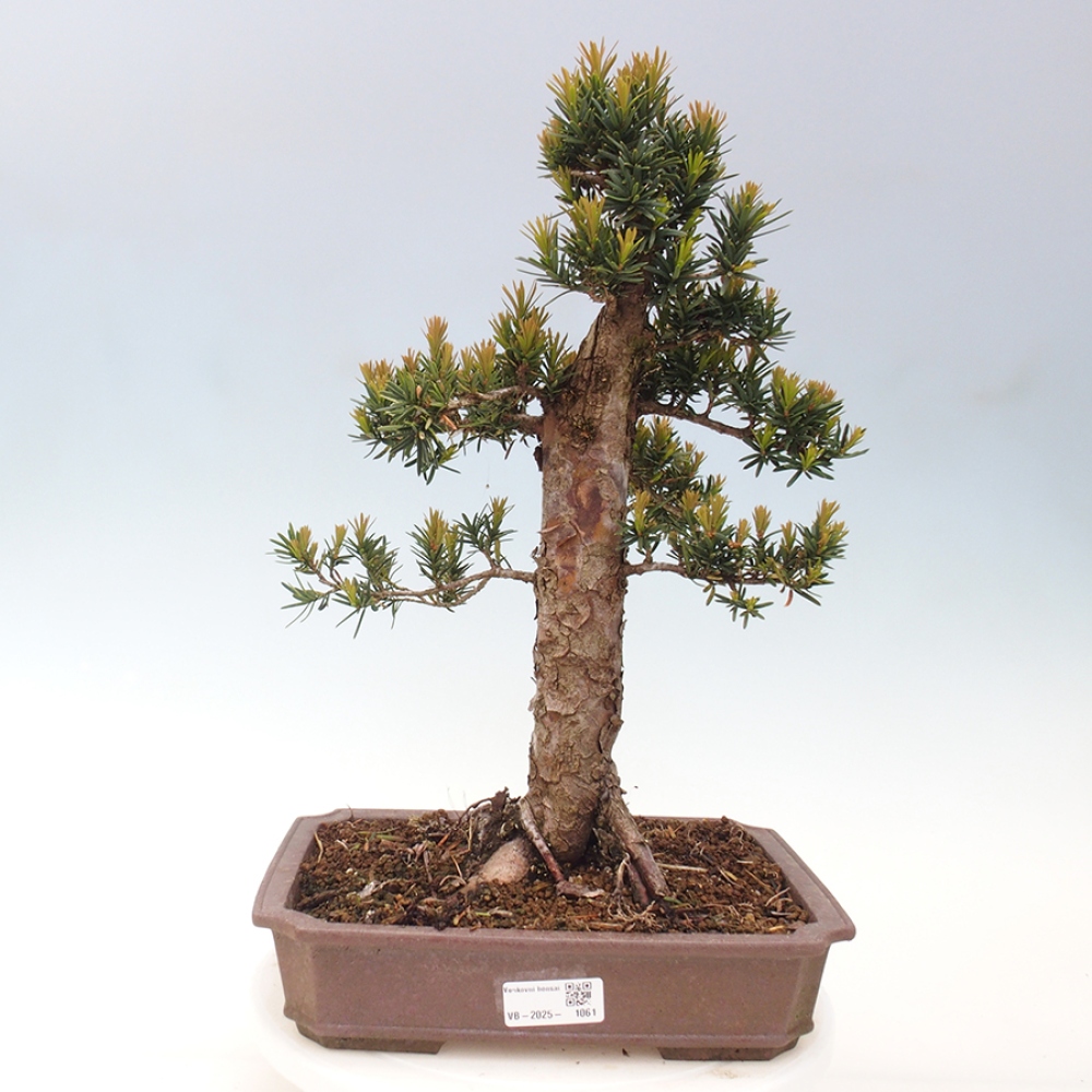 Vonkajší bonsai - Taxus cuspidata - Tis japonský