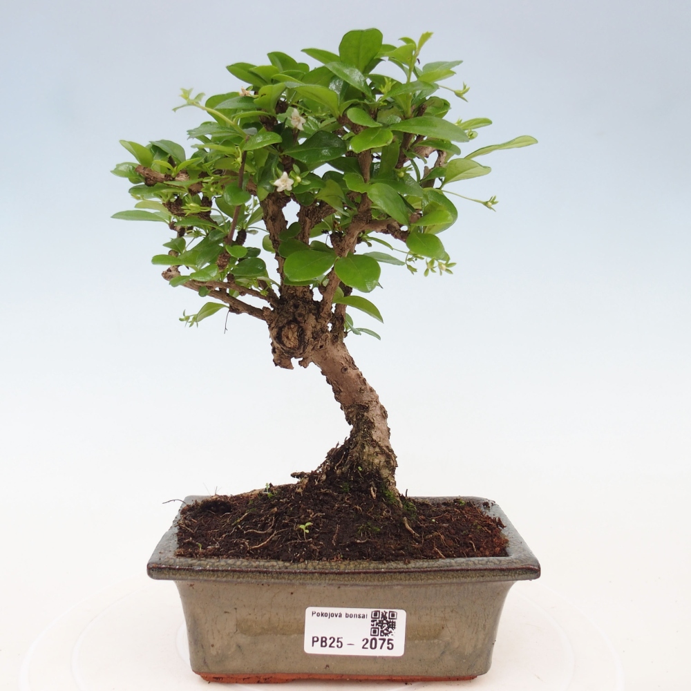 Izbová bonsai - Carmona macrophylla - Čaj fuki