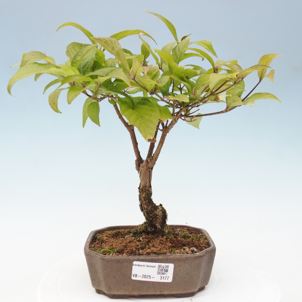 Vonkajšia bonsai - krásnoplodka - Callicarpa jap. Leucocarpa
