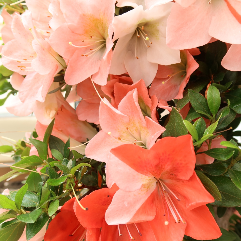 Vonkajšie bonsaje - Japonské azalky - Azalea Sansai