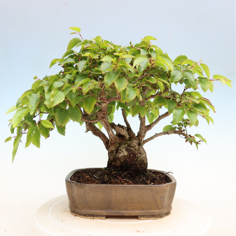 Vonkajší bonsaj -Carpinus coreana - Hrab kórejský