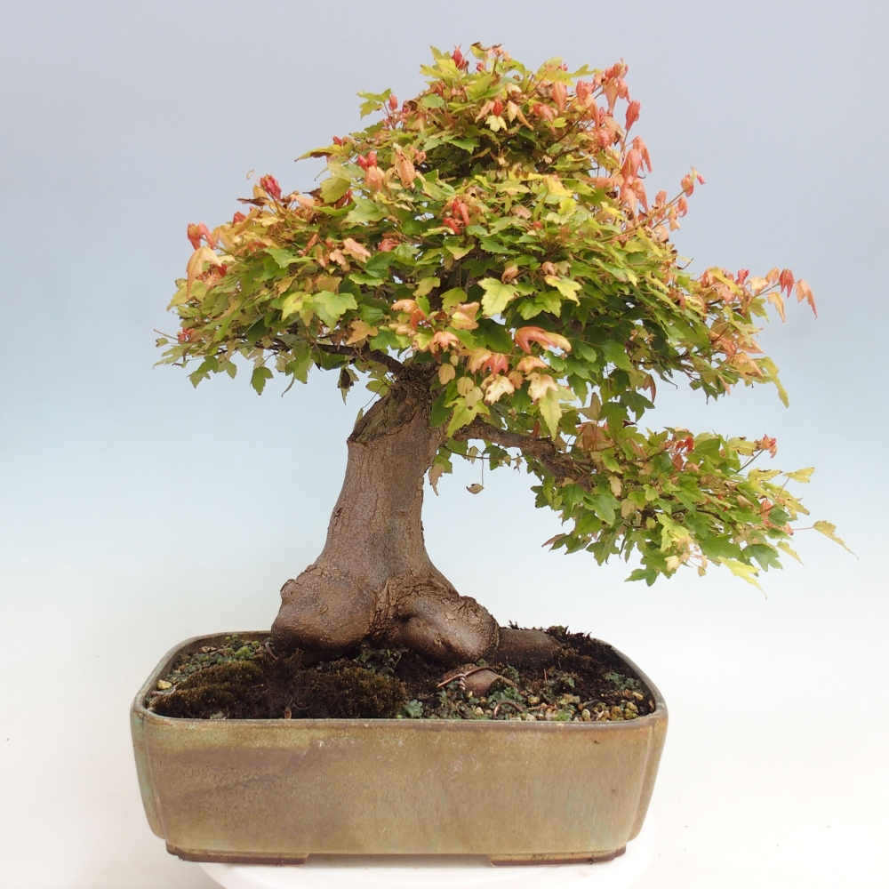 Vonkajšie bonsai - Javor Buergerianum - Javor Burgerův