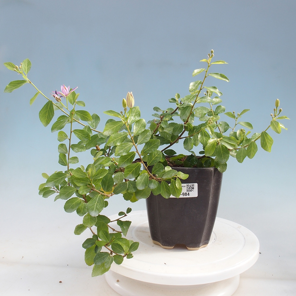 Izbová bonsai - Grewia occidentalis - Hviezdica levanduľová
