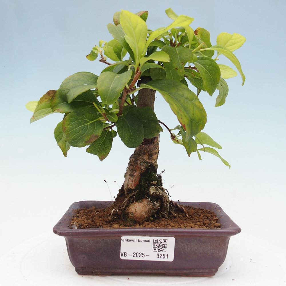 Vonkajšie bonsai - Celastrus Jesenec