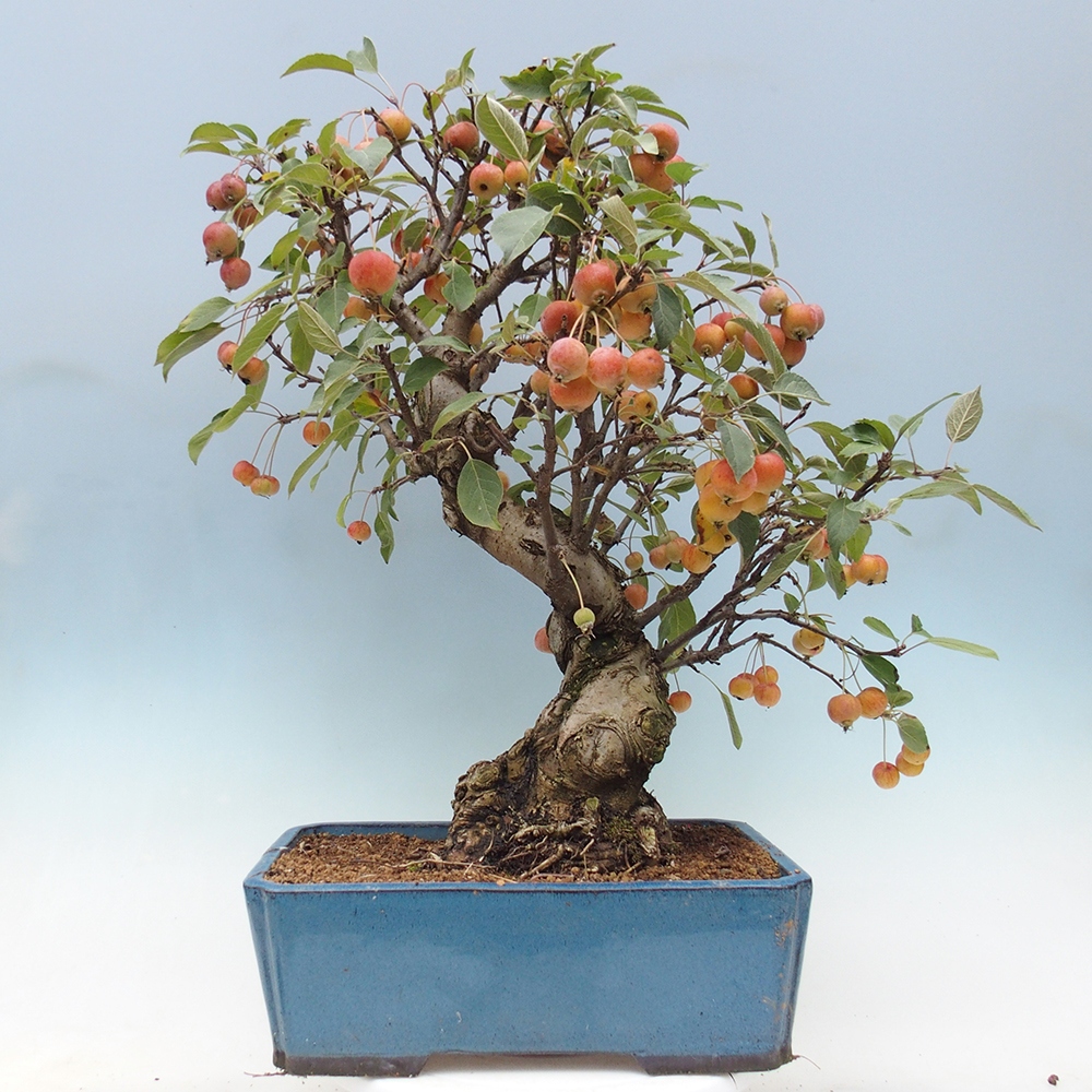 Vonkajší bonsai -Malus halliana - Maloplodá jabloň