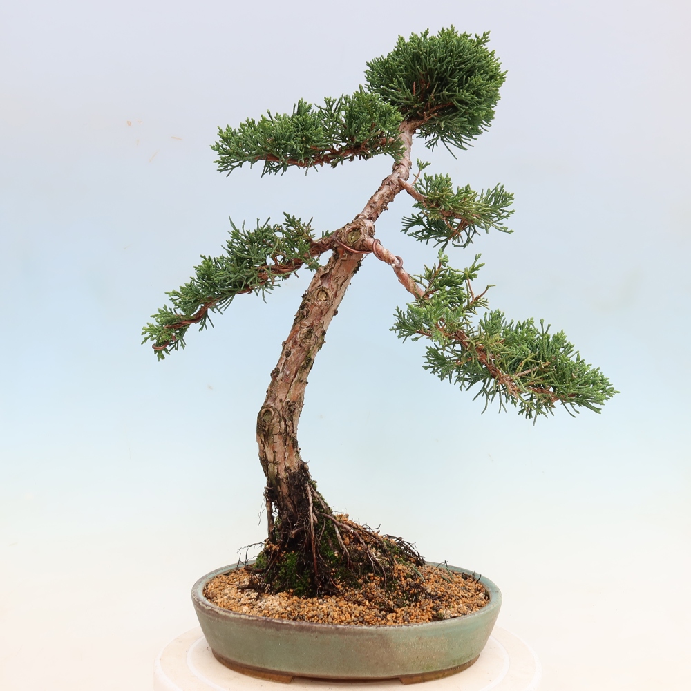 Vonkajší bonsaj - Juniperus chinensis Kishu