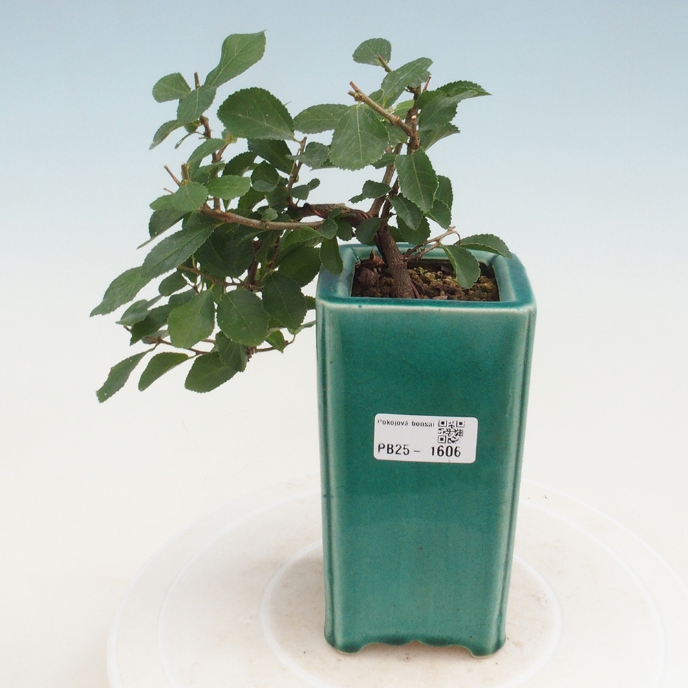 Izbová bonsai - Grewia occidentalis - Hviezdica levanduľová