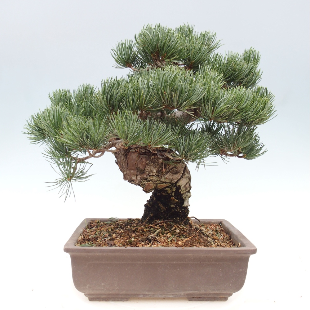 Vonkajšie bonsai - Pinus parviflora - Borovica drobnokvetá