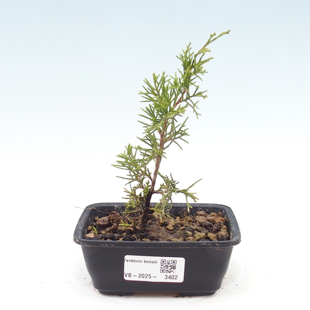 Vonkajší bonsaj - Juniperus chinensis Itoigawa