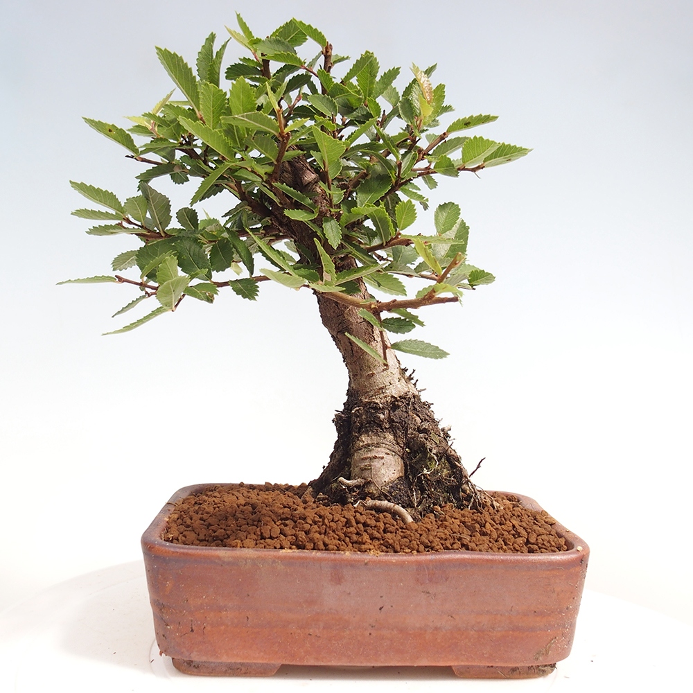 Vonkajšie bonsai - Zelkova - Zelkova Nirom