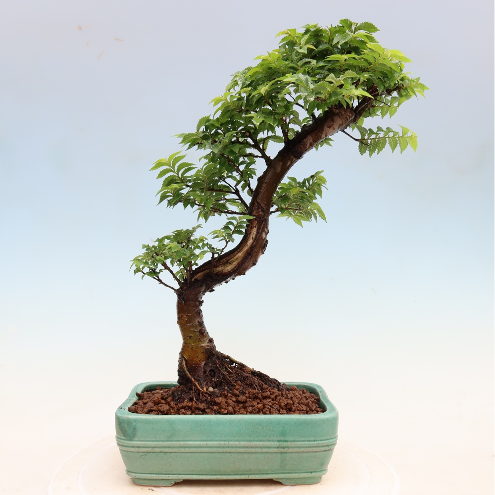 Vonkajší bonsai – Ulmus Jacqueline Hillier – javor krásny