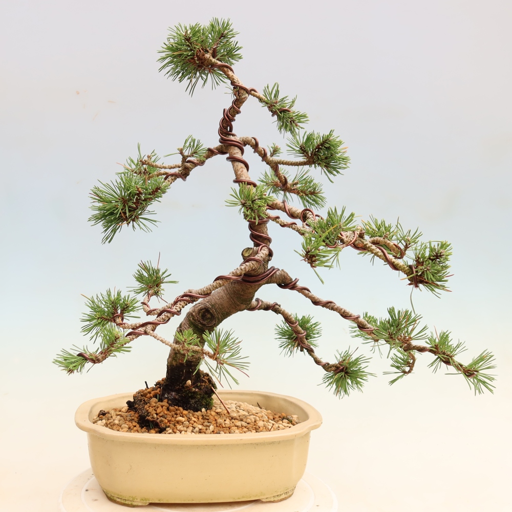 Vonkajšie bonsaje – Pinus mugo Humpy – borovica krivá