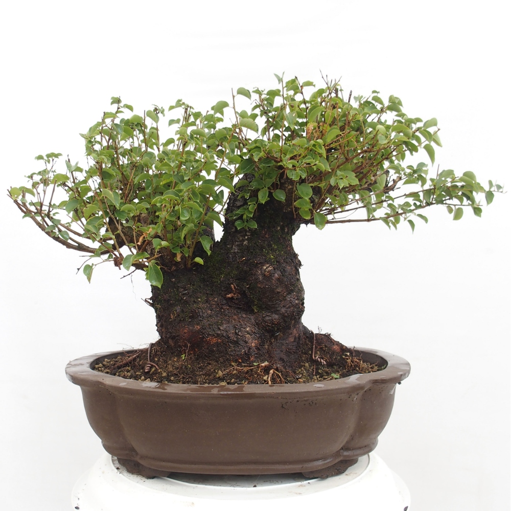Vonkajšie bonsai - Mahalebka - Prunus mahalieb