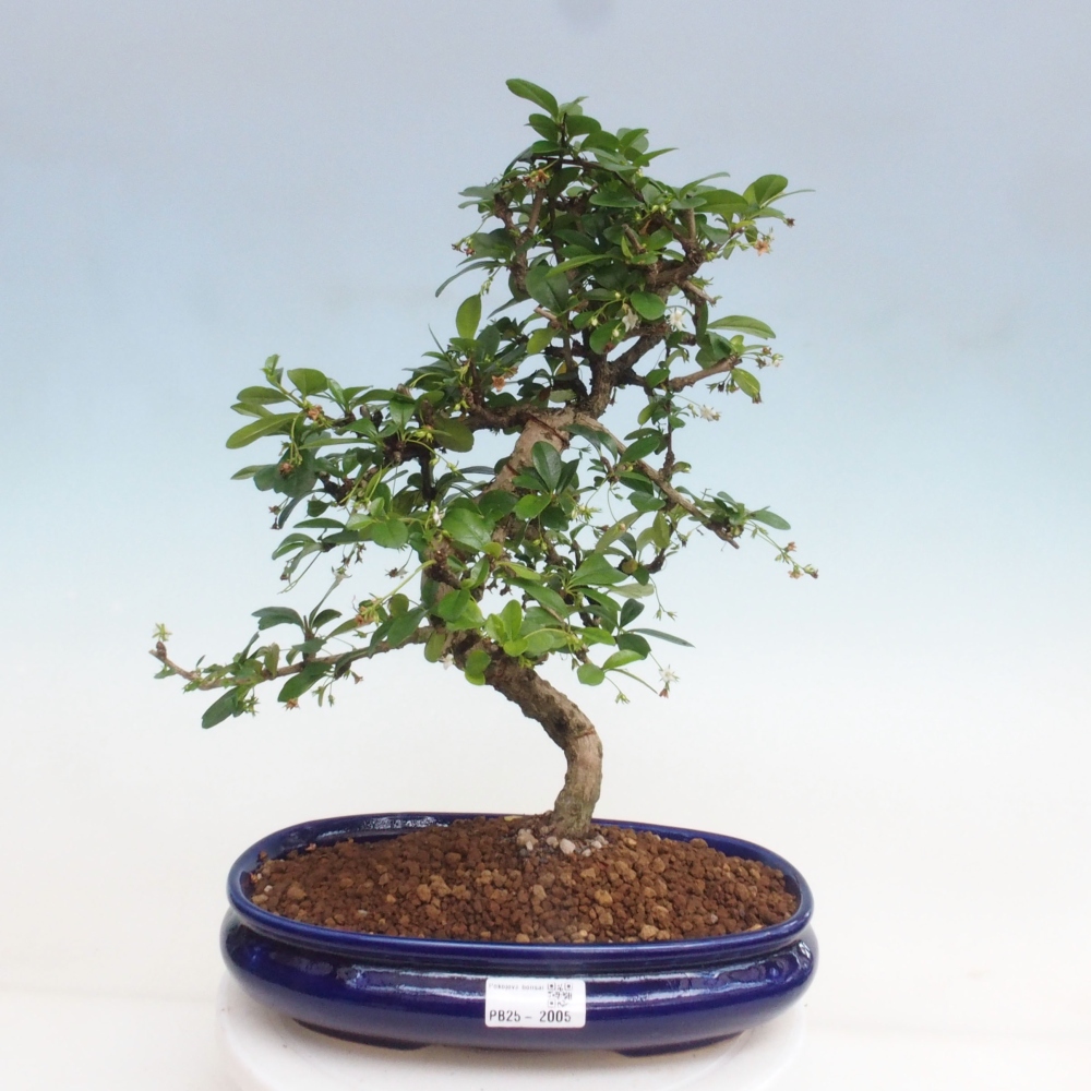 Izbová bonsai - Carmona macrophylla - Čaj fuki