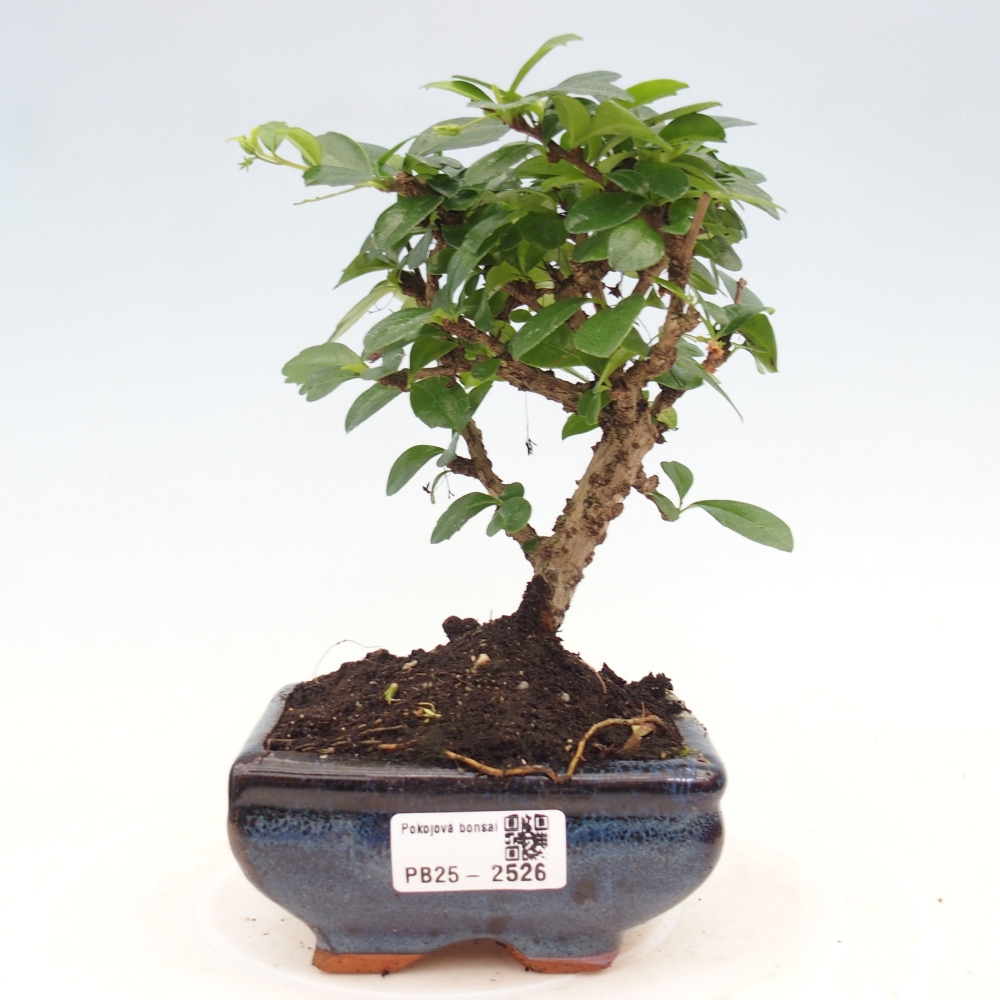 Izbová bonsai - Carmona macrophylla - Čaj fuki