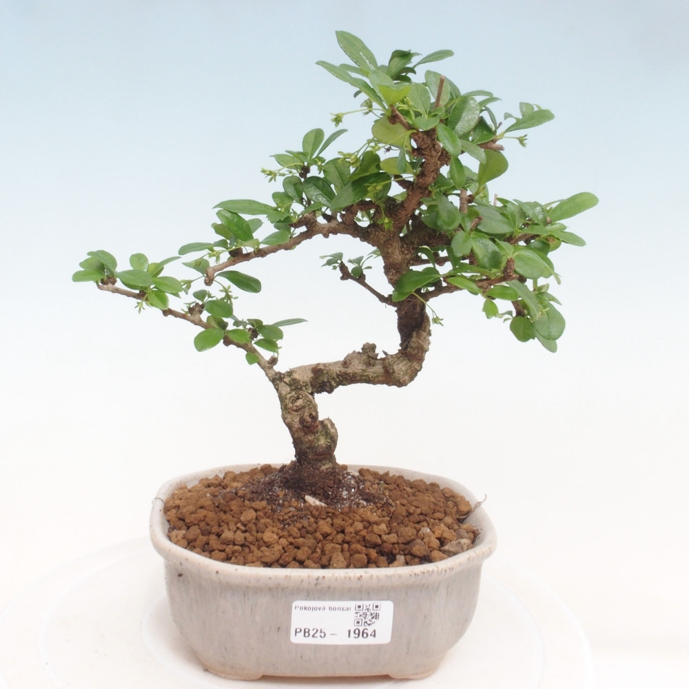 Izbová bonsai - Carmona macrophylla - Čaj fuki