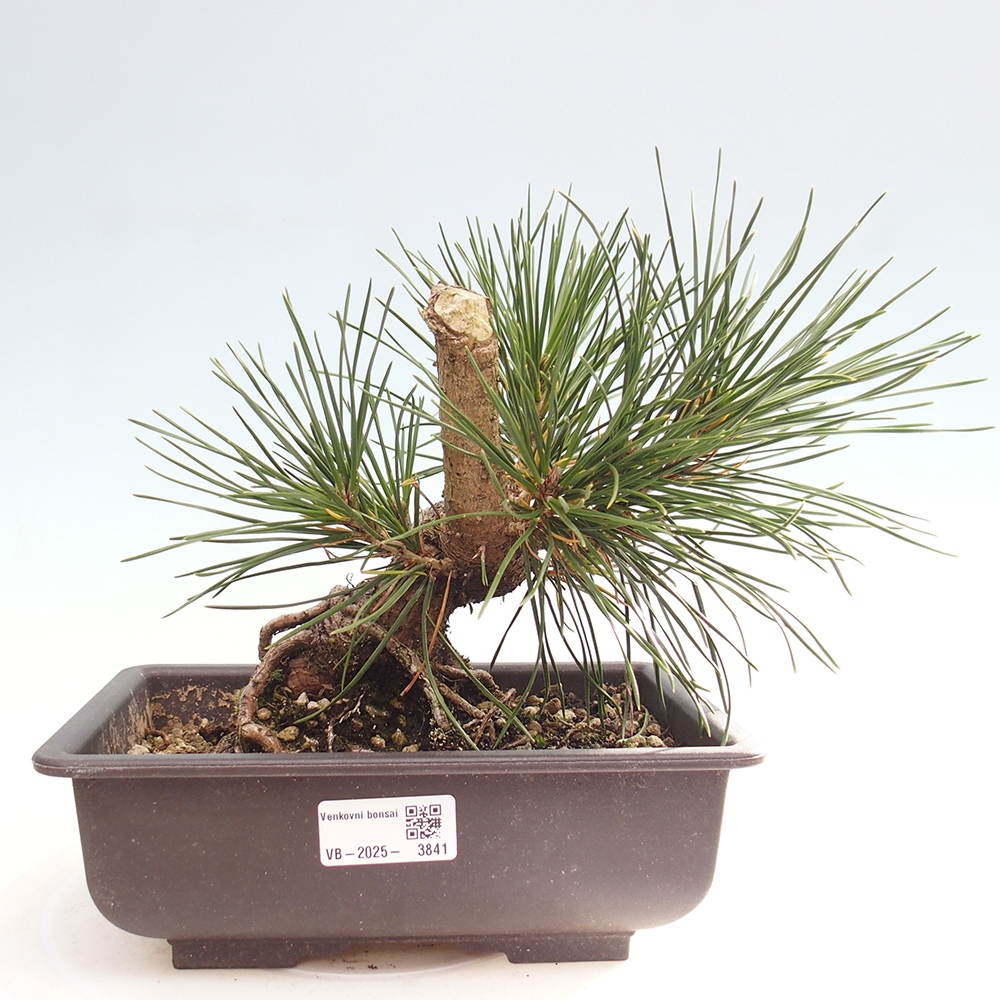 Vonkajšie bonsaje - Pinus thunbergii - borovica Thunbergova