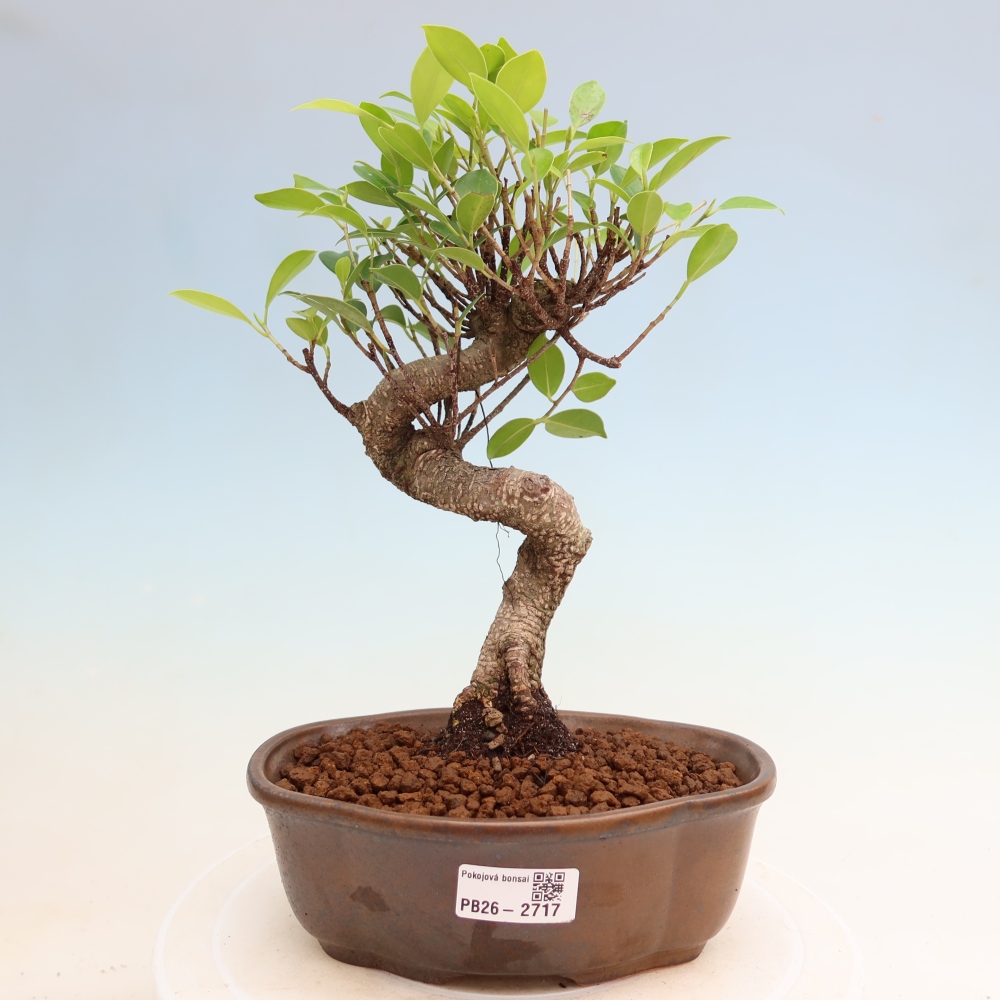 Izbové bonsaje - Ficus kimmen - drobnolistý fikus